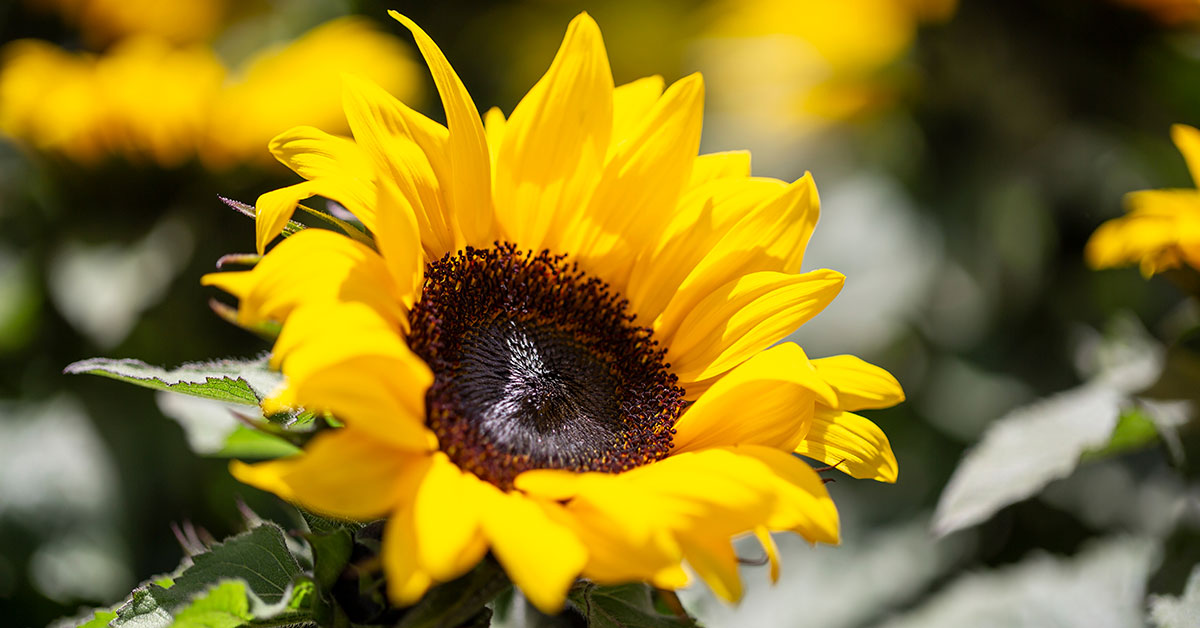 dwarf sunspot sunflower