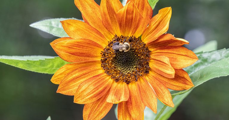 Evening Sun Sunflower Growing Guide - Featured image