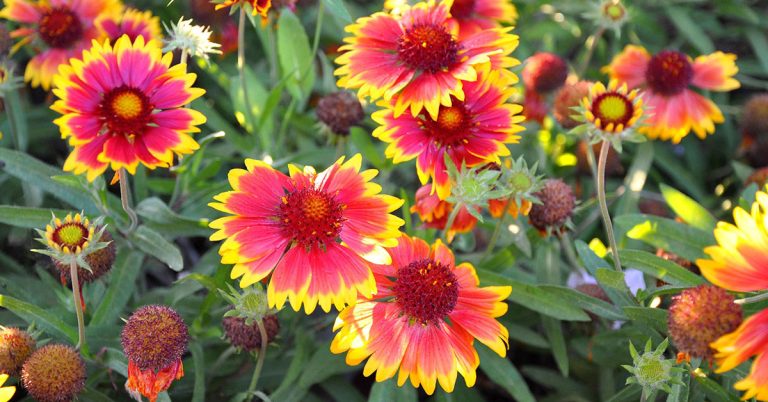 Gaillardia Growing & Care Guide - Featured image