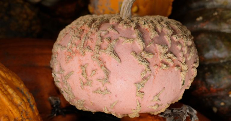 Galeux d’Eysines Pumpkin Growing Guide - Featured image