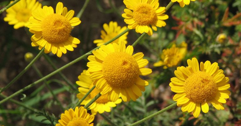 Golden Marguerite Growing & Care Guide - Featured image