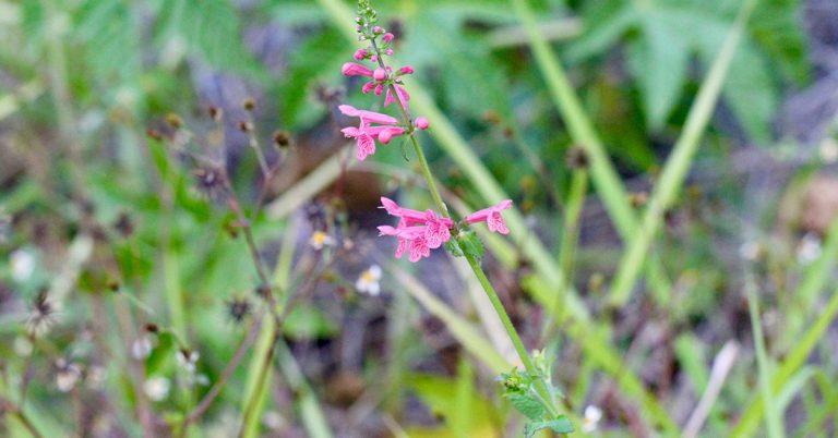 Texas Betony Growing & Care Guide - Featured image