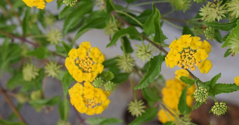 Texas Lantana Growing & Care Guide - Featured image