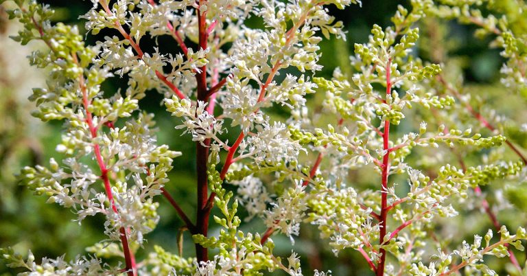 Astilbe Growing & Care Guide - Featured image