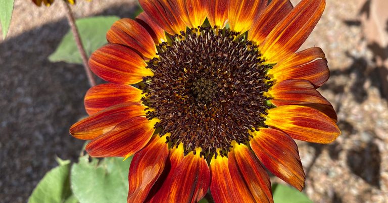 autumn beauty sunflower growing tips