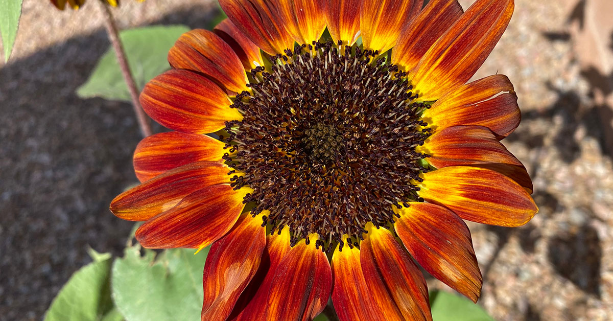 autumn beauty sunflower