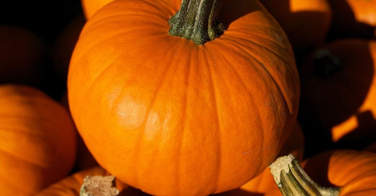 Baby Pam Pumpkin Growing & Care Guide - Featured image