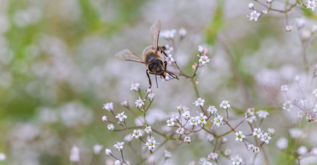 baby's breath