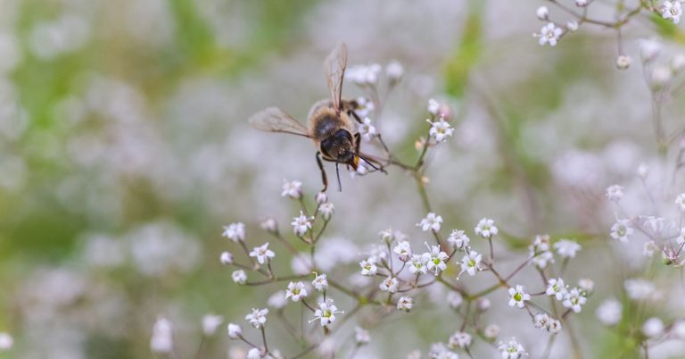 Baby’s Breath Growing & Care Guide - Featured image