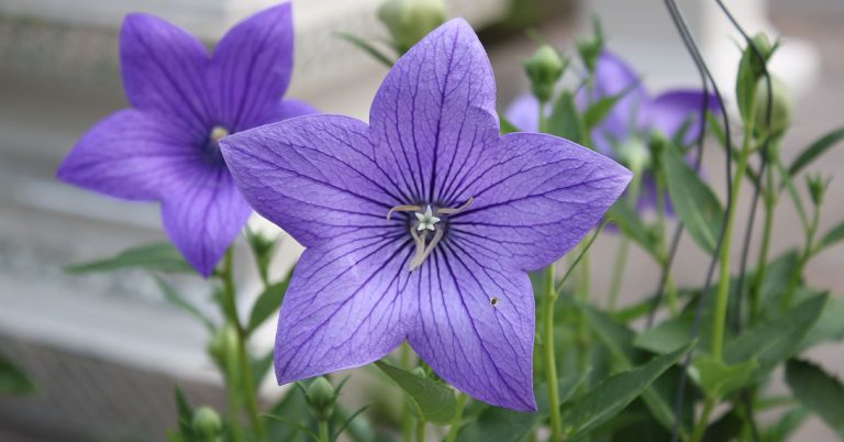 When And How To Deadhead Balloon Flowers - Featured image