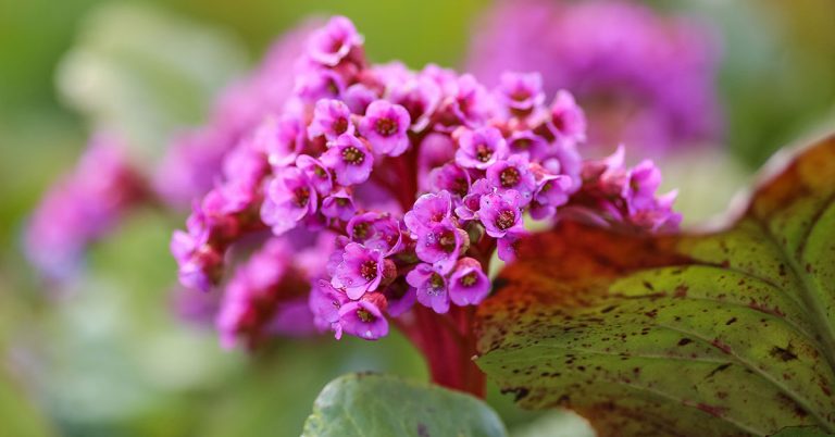 Bergenia Growing & Care Guide - Featured image