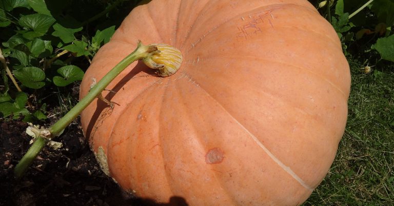 Big Max Pumpkin Growing & Care Guide - Featured image