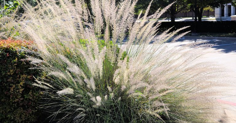 Big Muhly Growing & Care Guide - Featured image