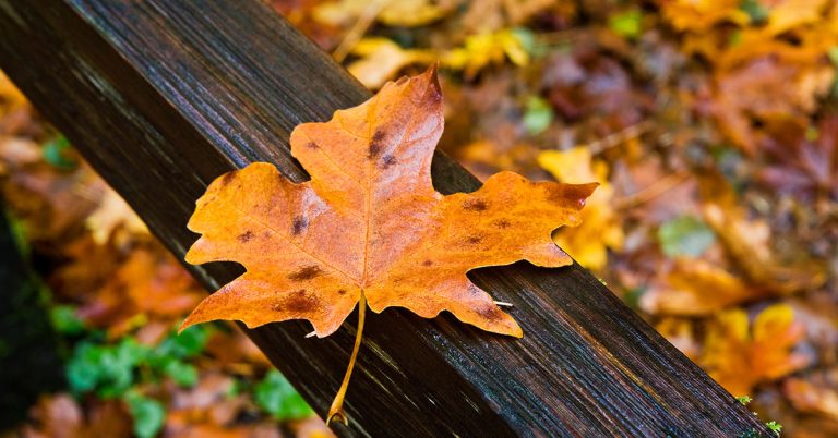 10 Best Trees for Red and Yellow Fall Foliage - Featured image