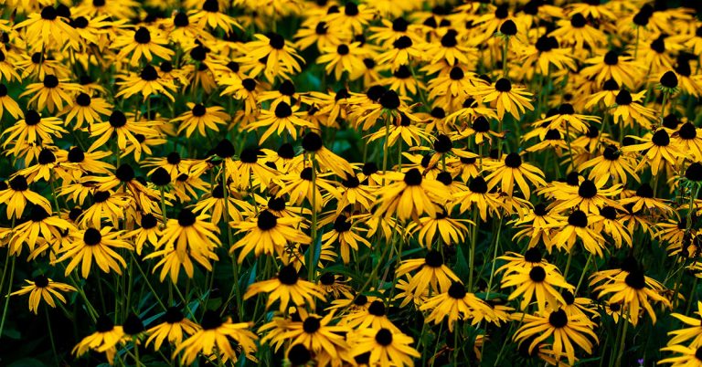 12 Plants You Should Never Cut Back In The Fall - Featured image