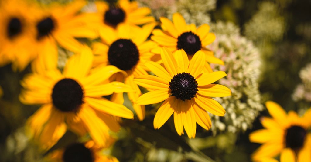 black eyed susans