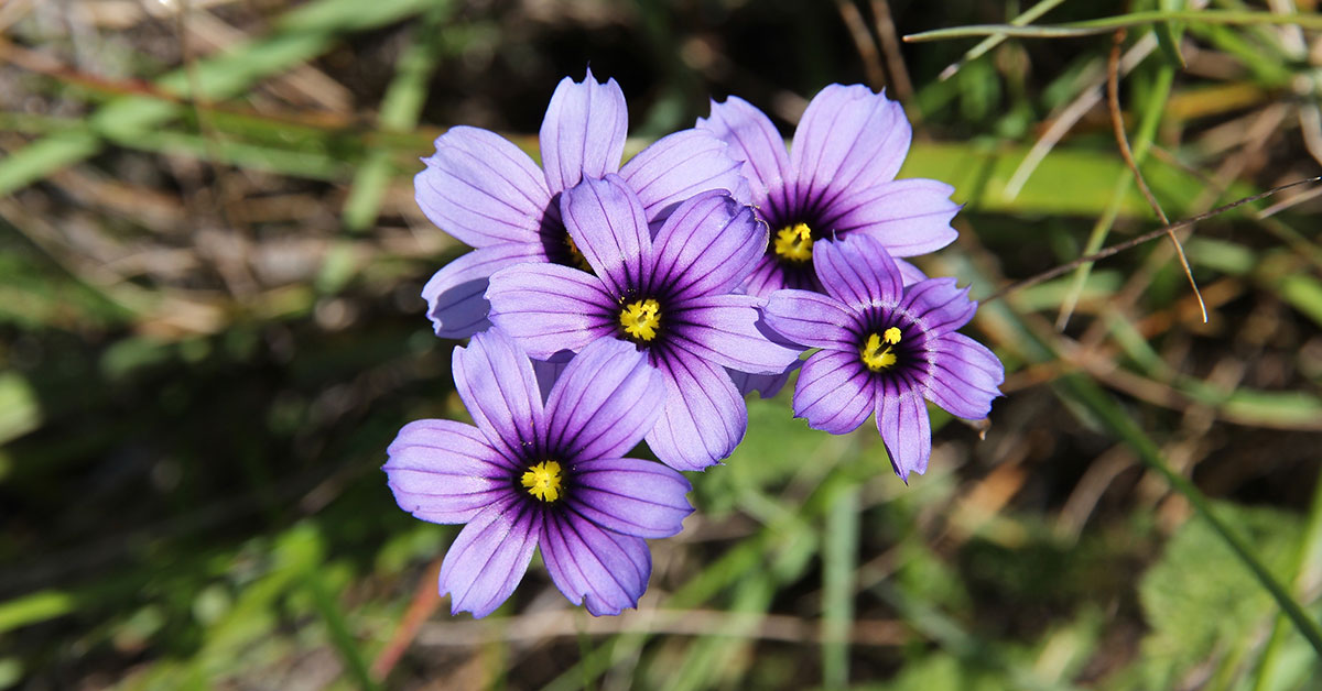 BlueEyed Grass Growing & Care The Garden Magazine