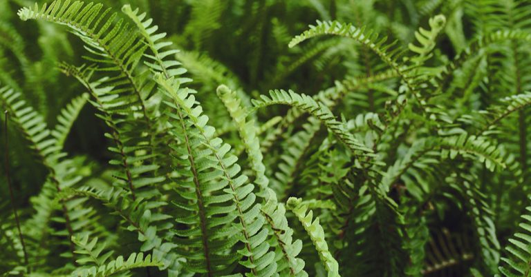 How To Revive A Boston Fern - Featured image