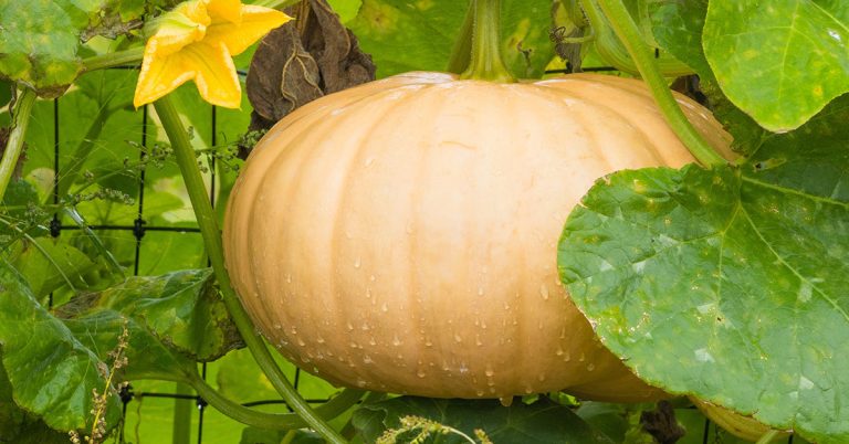 Buckskin Pumpkin Growing & Care - Featured image