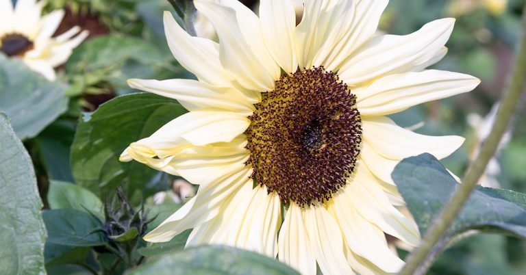 Buttercream Sunflower Growing & Care - Featured image