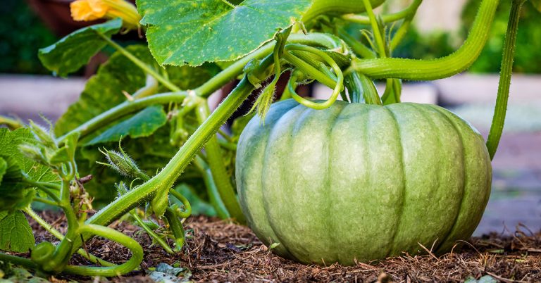 Buttercup Pumpkin Growing & Care Guide - Featured image