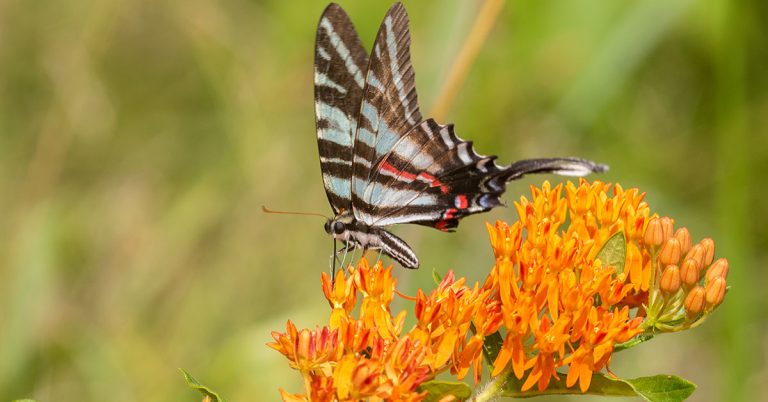 Butterfly Weed Growing & Care Guide - Featured image