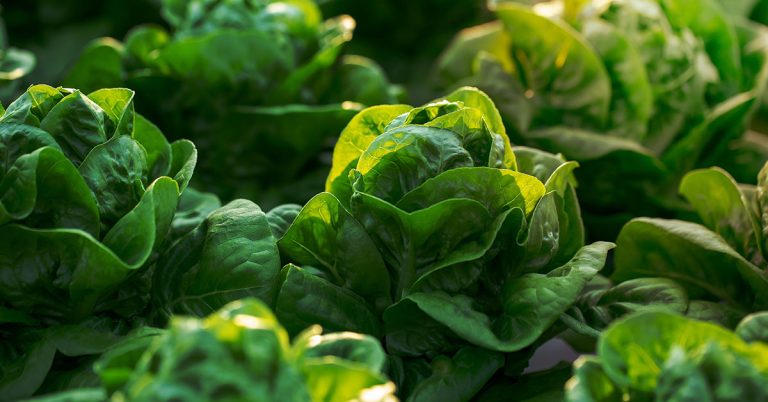 Top 10 Questions About Growing Lettuce Answered By An Expert - Featured image