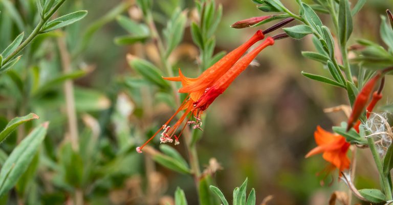 California Fuchsia Growing & Care - Featured image