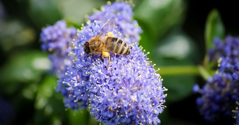 California Lilac Growing & Care - Featured image