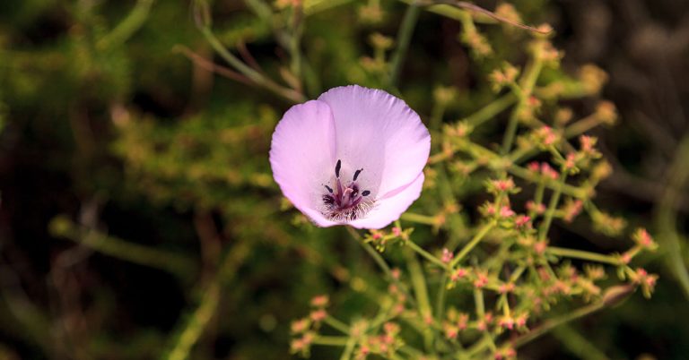 State Flower of California: The California Poppy - Featured image
