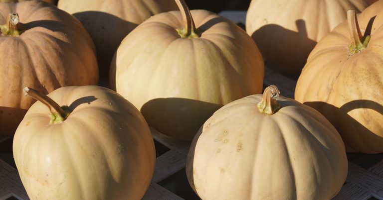 Cheese Pumpkin Growing & Care Guide - Featured image