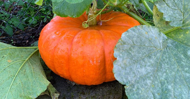 Cinderella Pumpkin Growing & Care Guide - Featured image