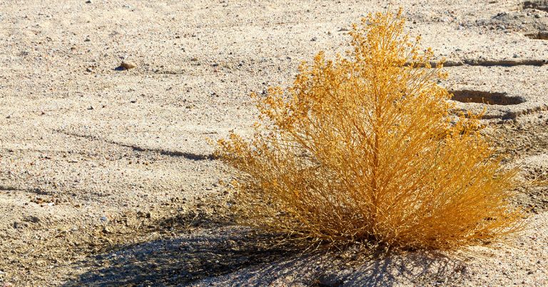 Coastal Sagebrush Growing & Care - Featured image