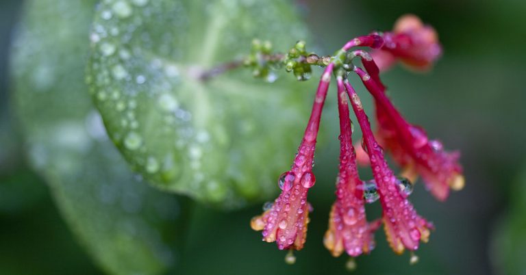 Coral Honeysuckle Growing & Care Guide - Featured image