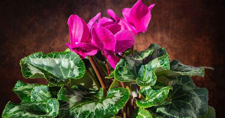 Cyclamen Growing & Care Guide - Featured image