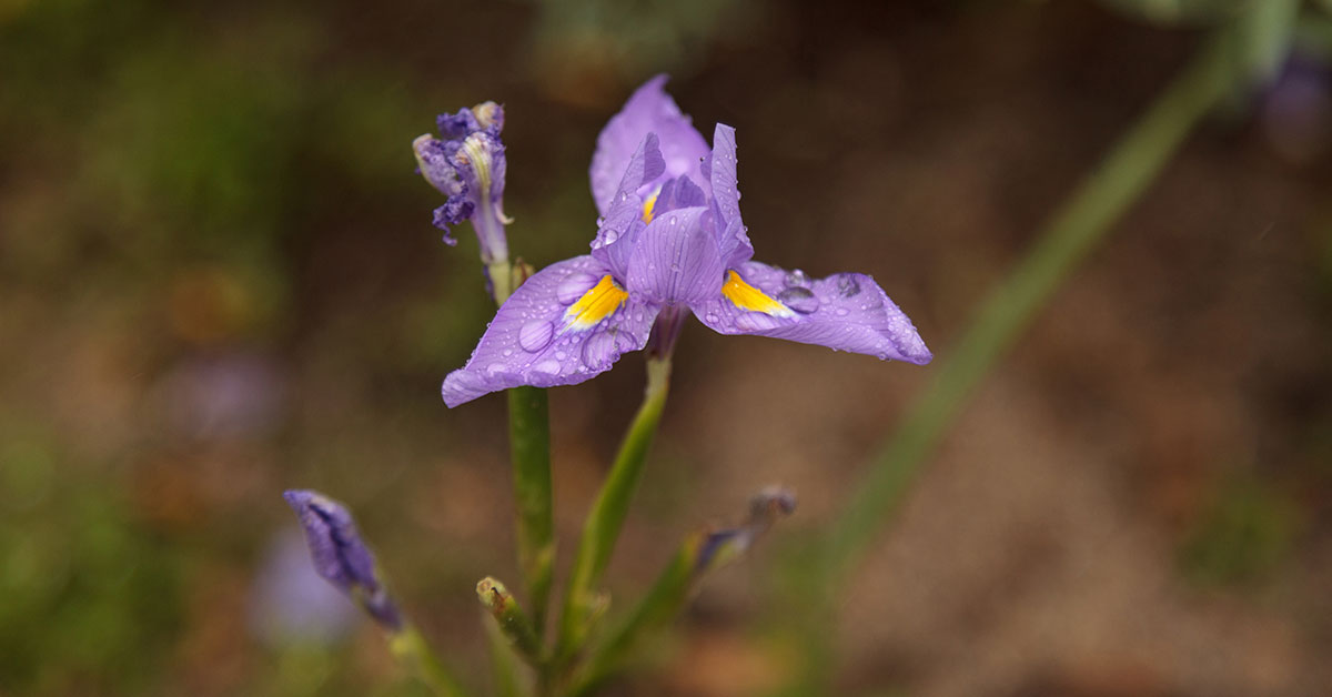 Douglas Iris Growing & Care