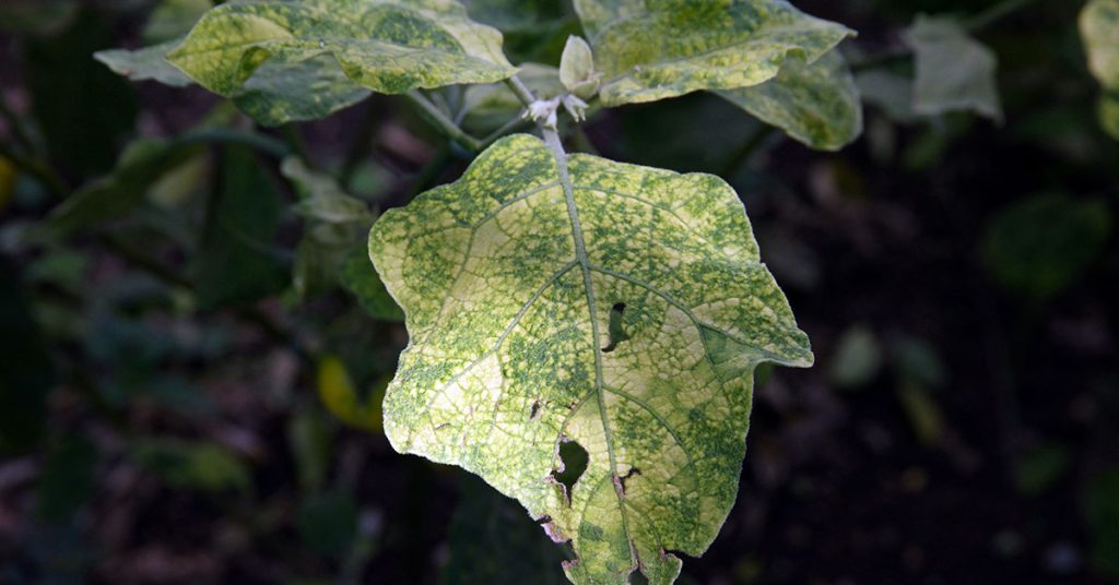 Common Eggplant Problems & Fixes The Garden Magazine