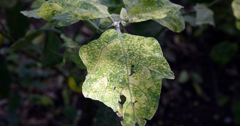 Common Eggplant Problems & Fixes - Featured image