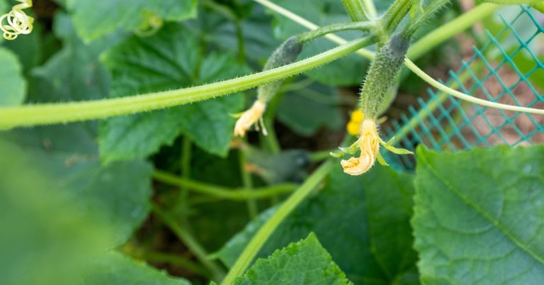 English Cucumber Growing & Care Guide - Featured image