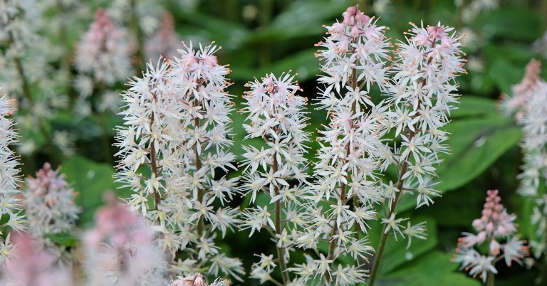 Foam Flower Growing & Care Guide - Featured image