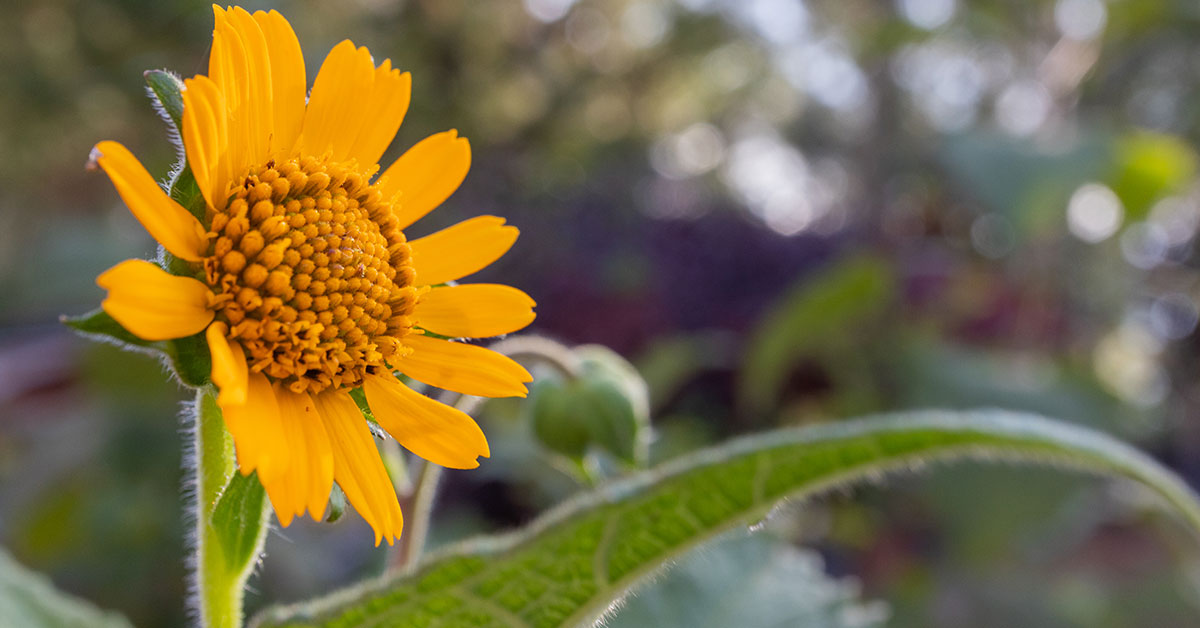 Four-Nerve Daisy Growing & Care Guide