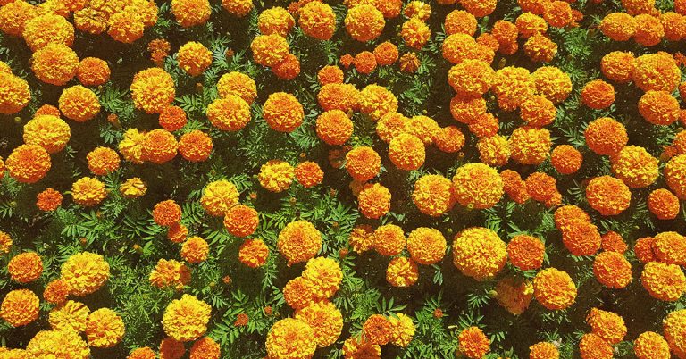 Grow These 11 Orange Flowers for a Fiery Fall Garden This Year - Featured image
