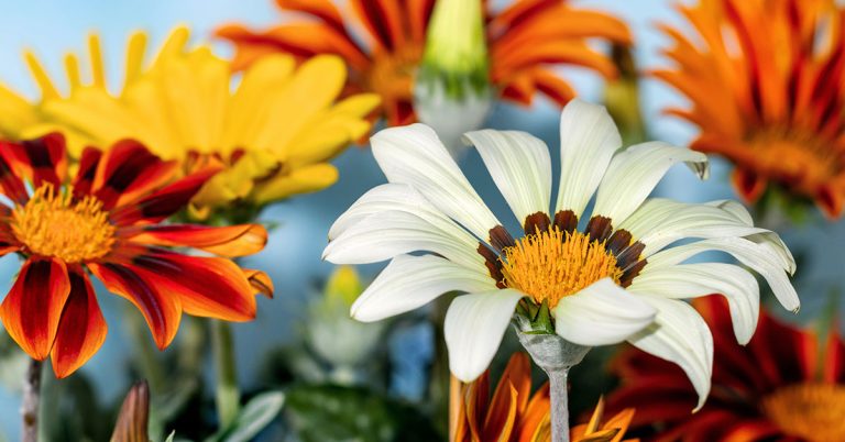 12 Vibrant Orange Flowers to Warm Up The Atmosphere Of Your Garden - Featured image