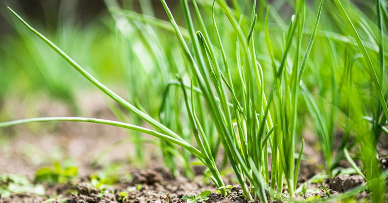 Green Onions Growing & Care - Featured image