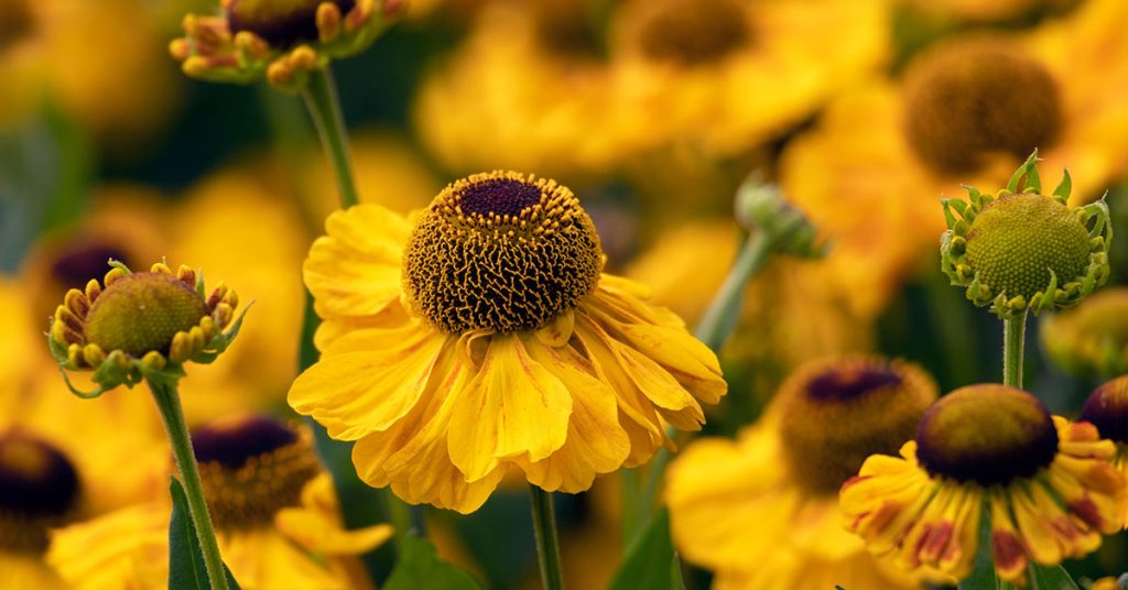 helenium