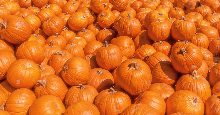 When To Harvest Pumpkins For The Best Quality & Flavor - Featured image