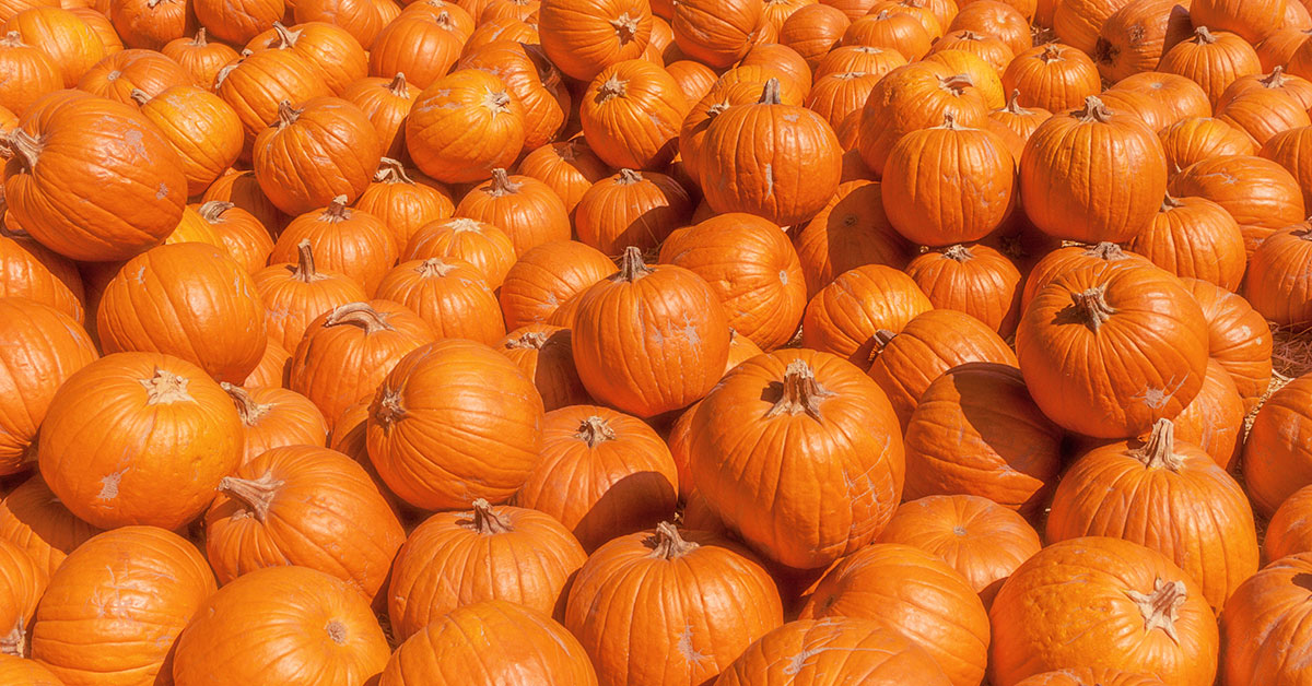 howden pumpkins