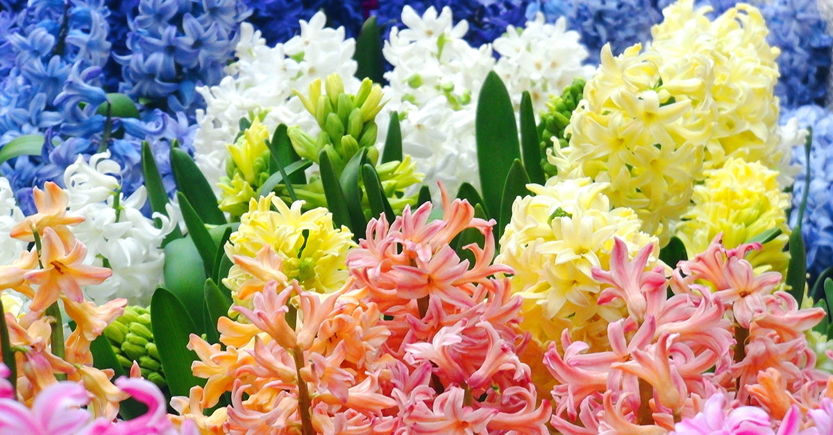 Hyacinth, Varieties, Growing, & Care Guide - The Garden Magazine