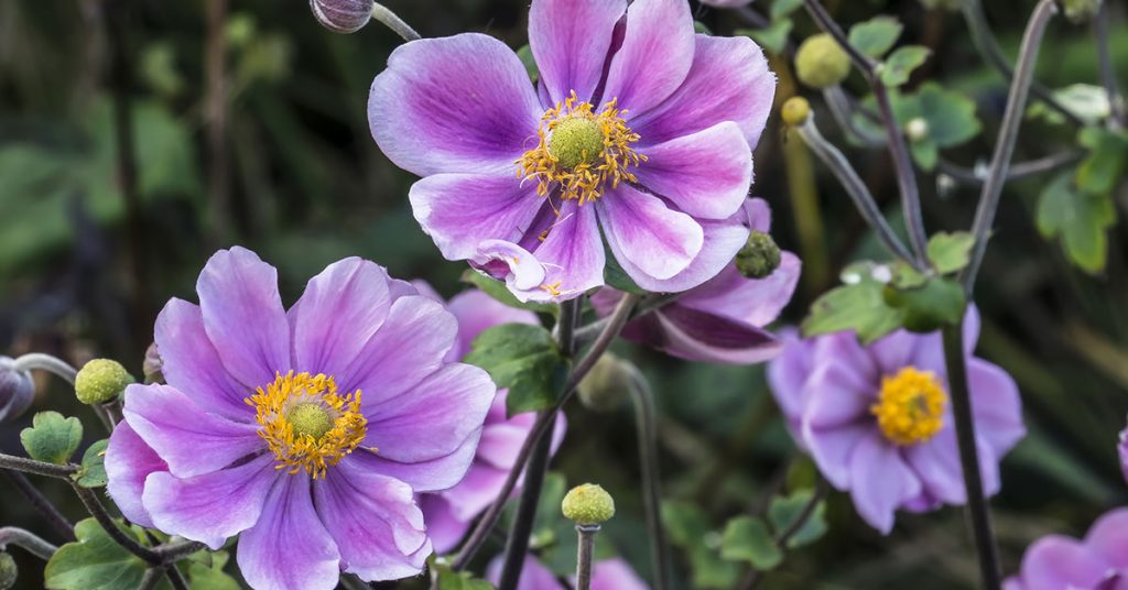 Japanese Anemone