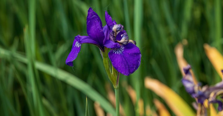 Japanese Iris Growing & Care Guide - Featured image